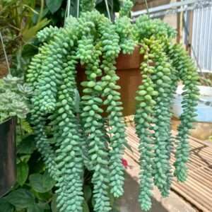 sen đá chuỗi ngọc có phần thân dài 85-90cm