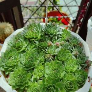 sen đá phật bà hình 4