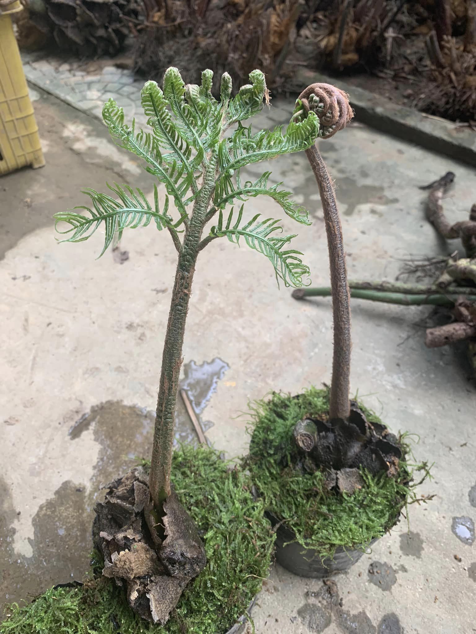 trồng cây trong chậu