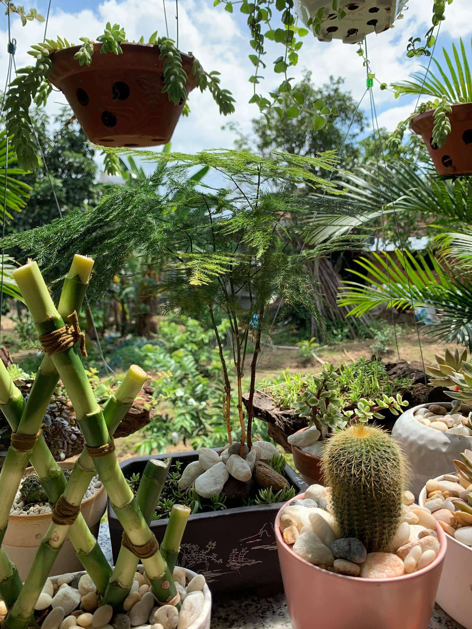 cây hợp với gia chủ mệnh Kim và mệnh Thổ