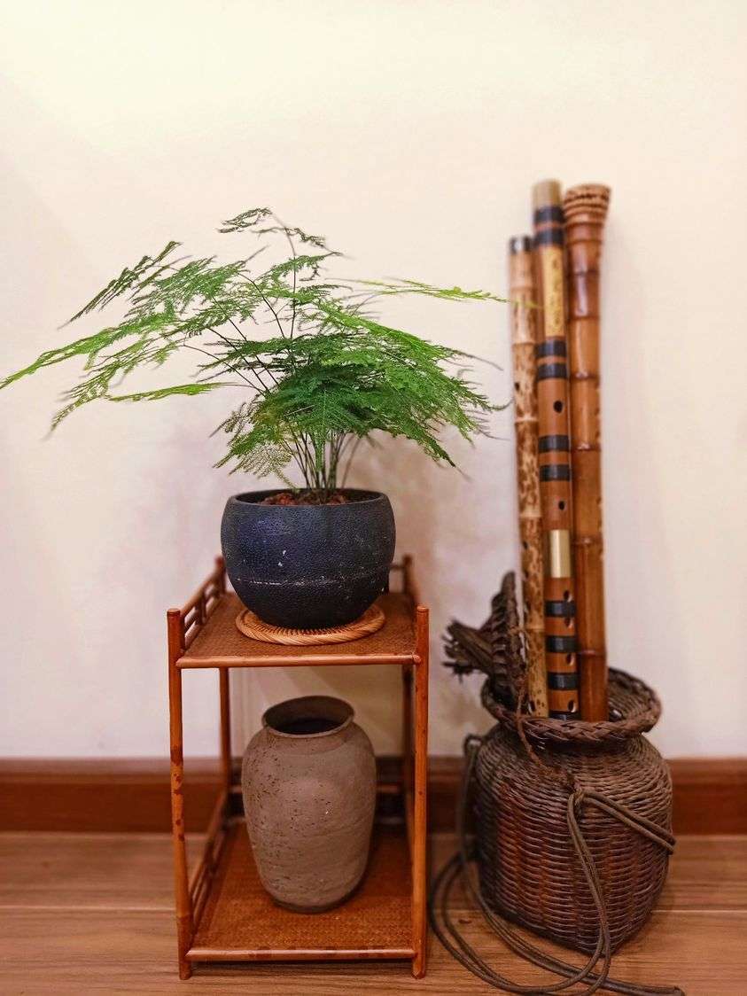 cây mang đến nhiều may mắn và thịnh vượng cho gia chủ