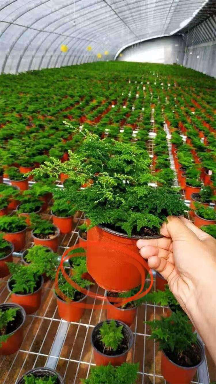 chúng tôi cung cấp cây thủy tùng uy tín, giá rẻ