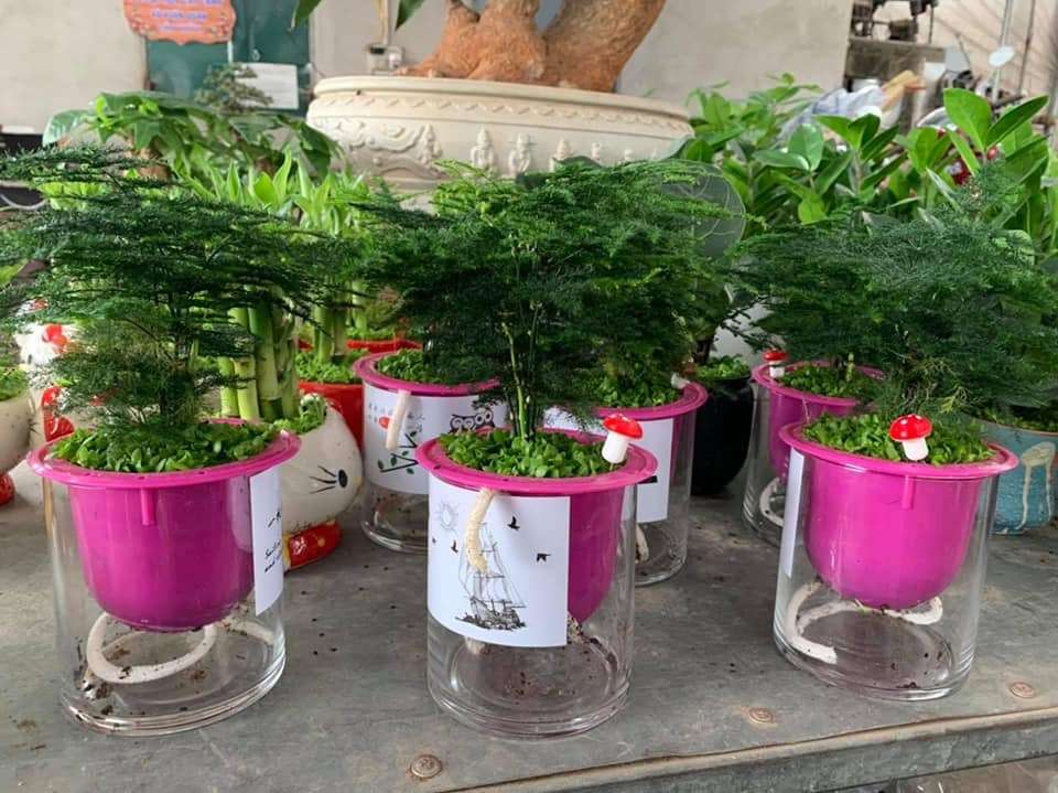 có thể sử dụng cây thủy tùng để làm quà tặng ý nghĩa