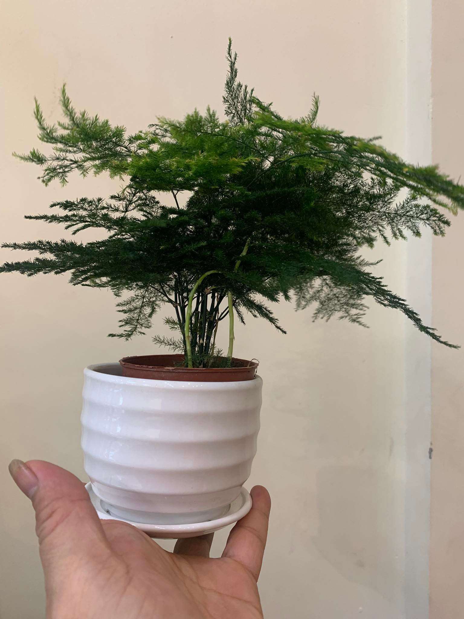 gia chủ tuổi Thân rất hợp với cây thủy tùng