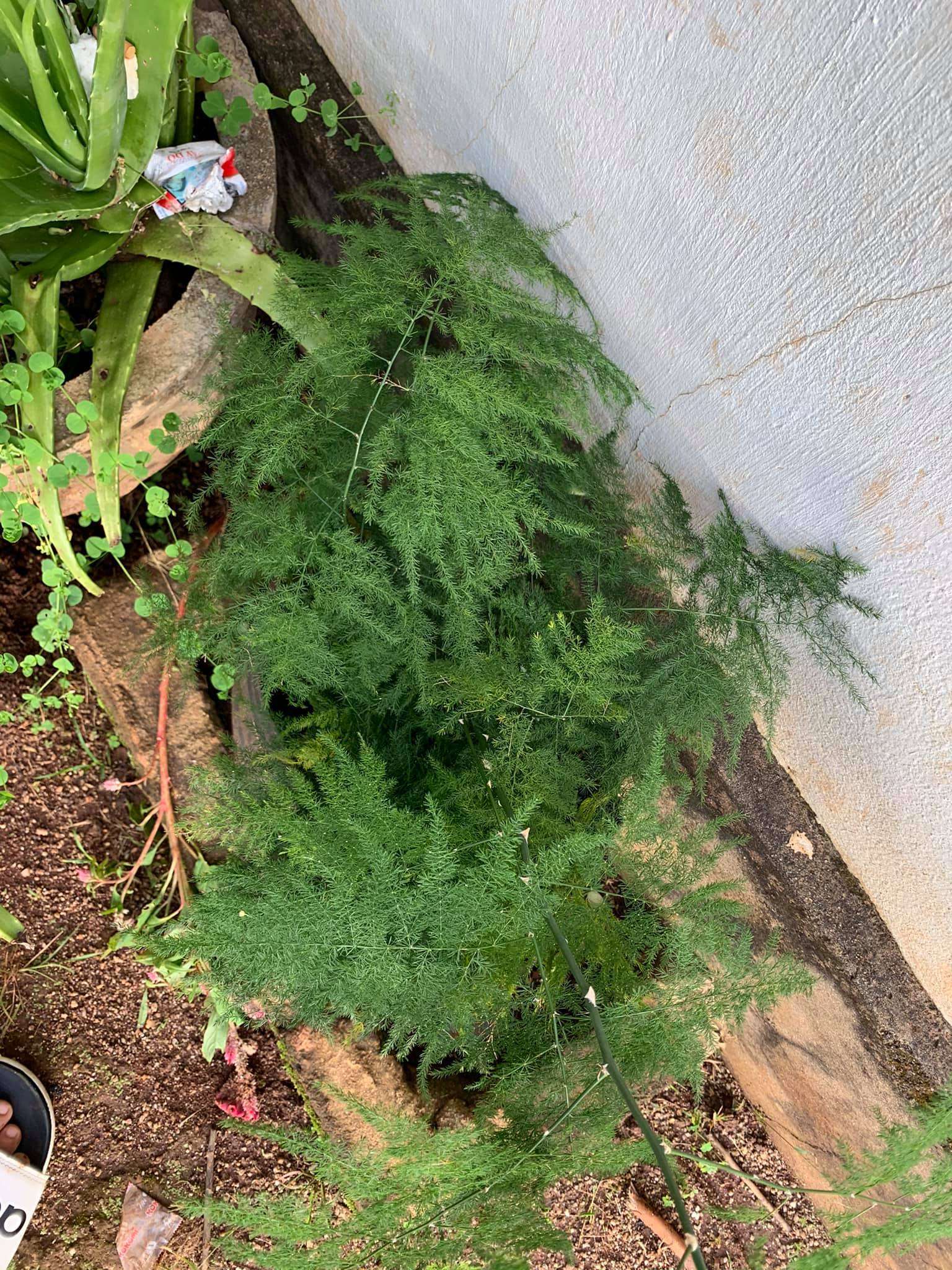 hiện nay chúng được trồng phổ biến ở khắp mọi nơi