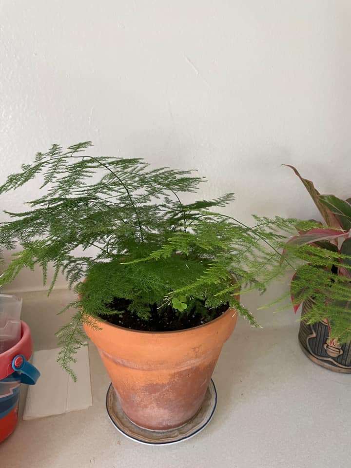 thủy tùng có sức sống bền bỉ và mạnh mẽ