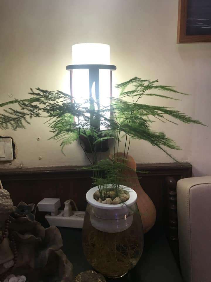 thủy tùng có chức năng làm giảm căng thẳng