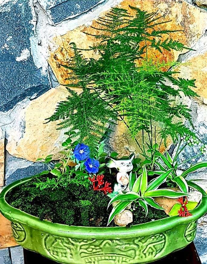 thủy tùng là loài cây tượng trưng cho sự hạnh phúc