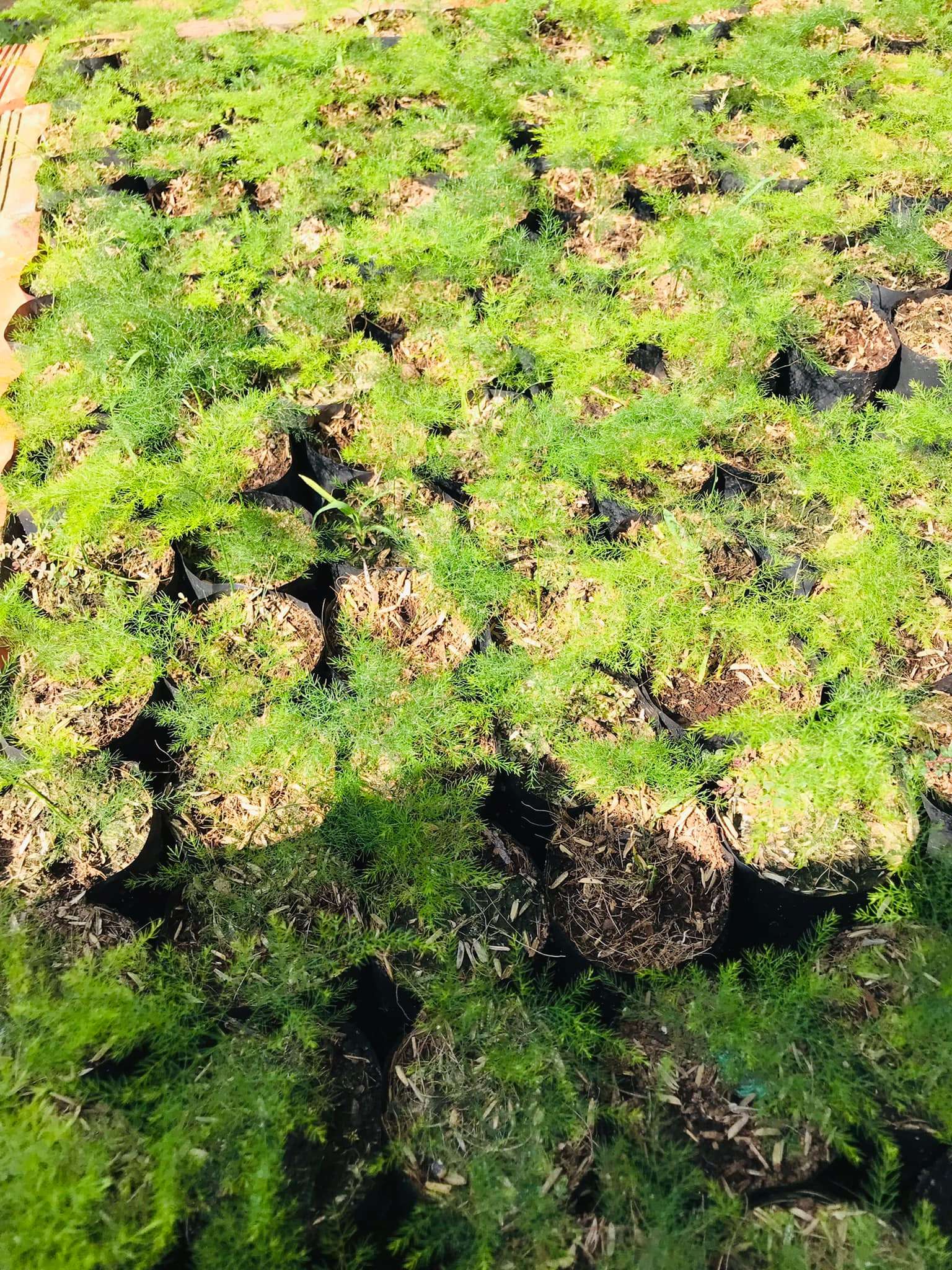 trồng cây ở những nơi có điều kiện ánh sáng thích hợp