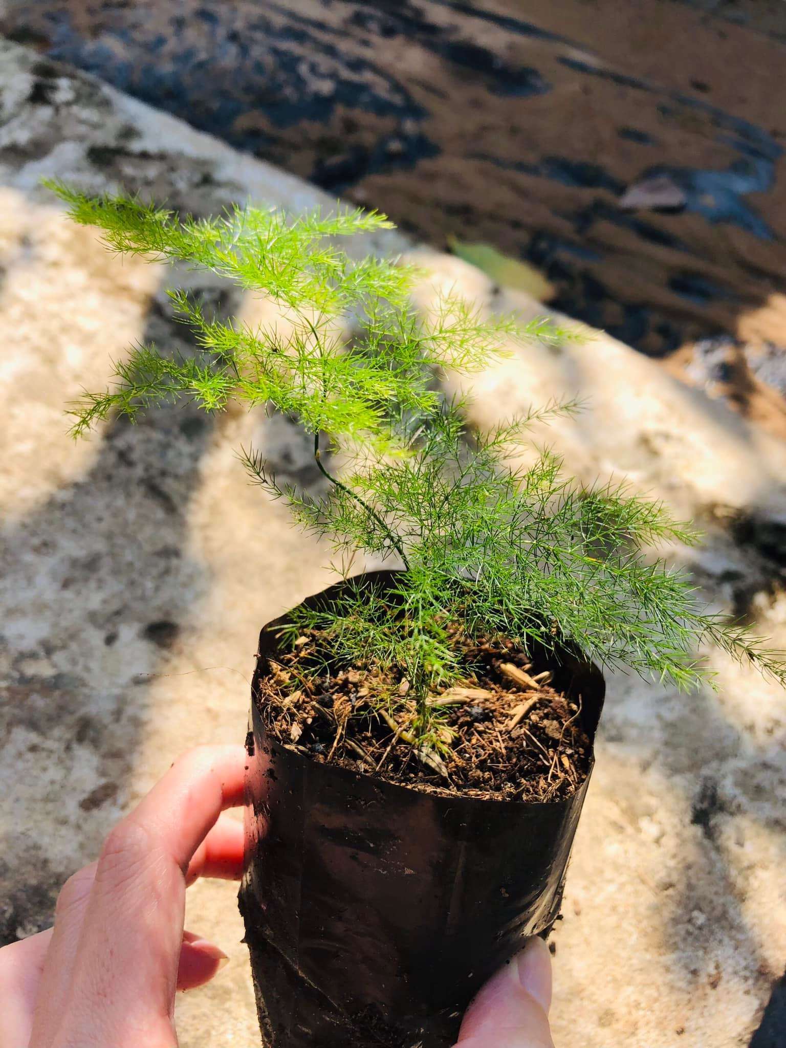 trồng cây trong môi trường đất