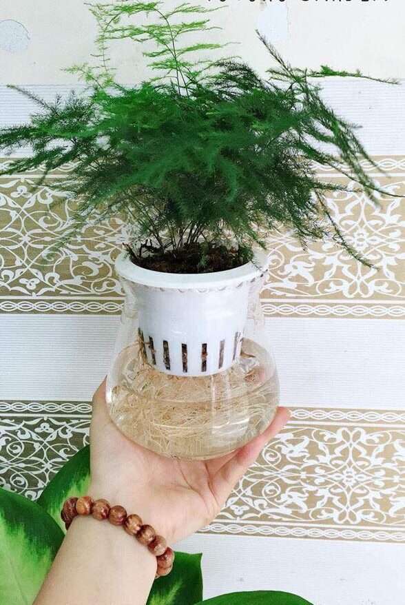 trồng cây trong môi trường thủy sinh